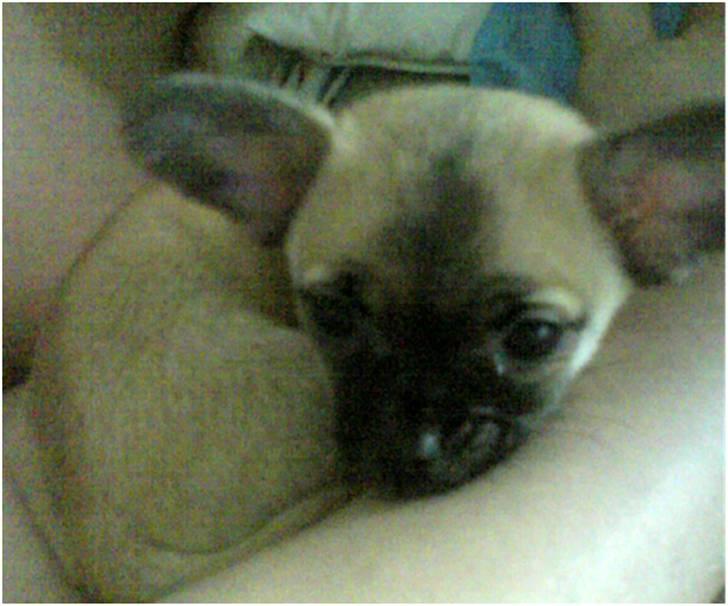 Chihuahua Carlo <3 billede 1