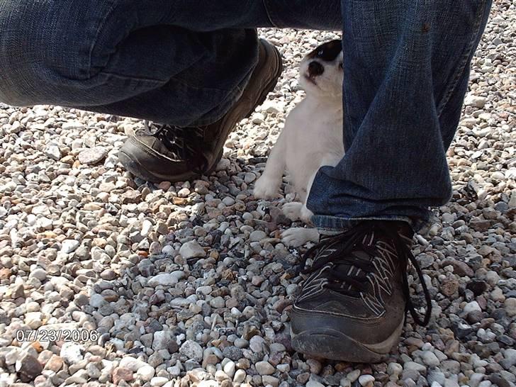 Jack russell terrier Egesgave´s Kaffa - uha, godt at have nogle stænger at gemme sig bagved :-) billede 10