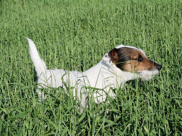 Jack russell terrier Egesgave´s Kaffa billede 11