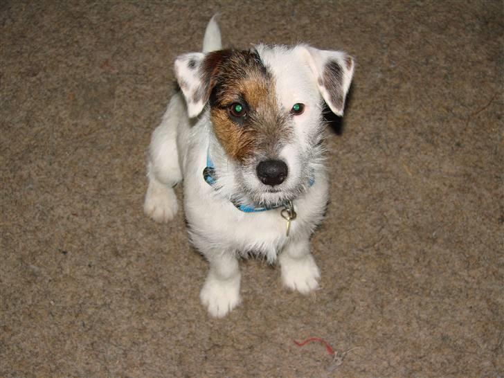 Jack russell terrier Egesgave´s Kaffa billede 12
