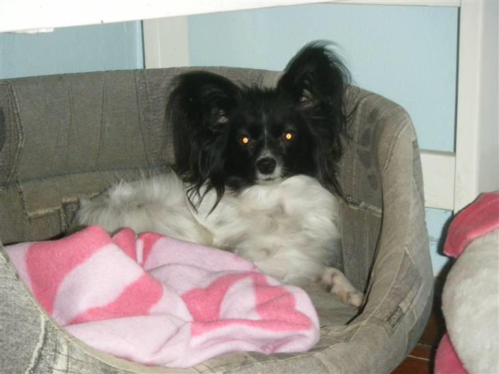 Papillon Sisse billede 20