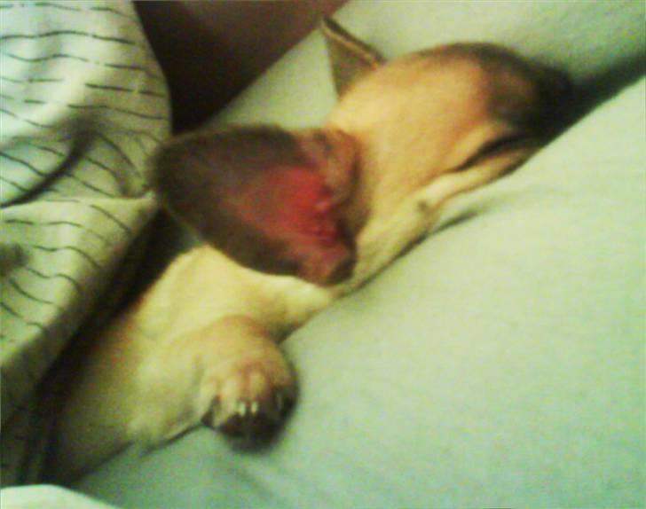 Chihuahua Carlo <3 billede 2