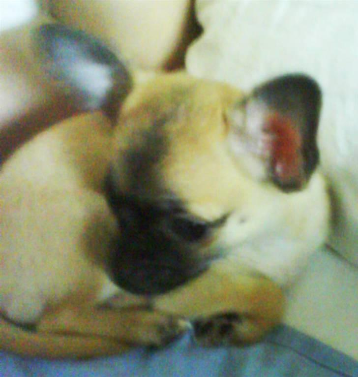 Chihuahua Carlo <3 billede 3