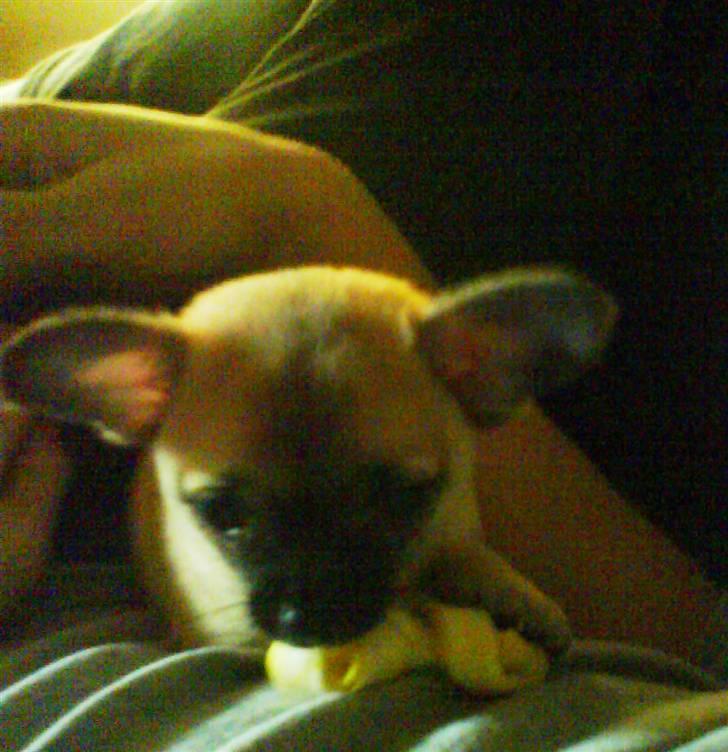 Chihuahua Carlo <3 billede 4