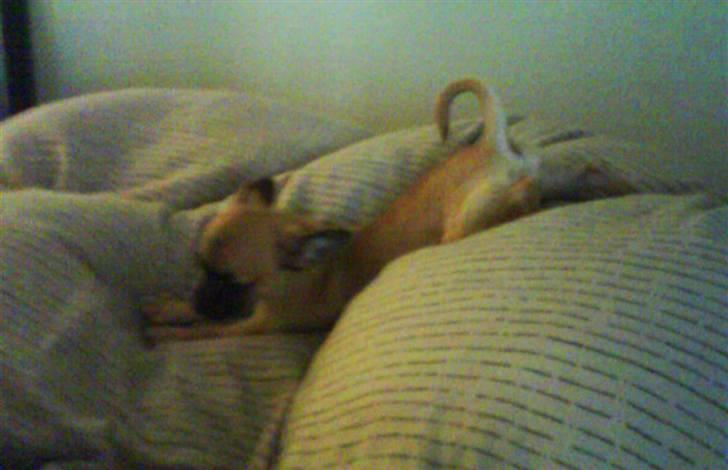 Chihuahua Carlo <3 billede 5