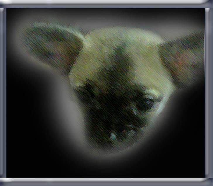 Chihuahua Carlo <3 - Min kæreste der har lavet et billed af Carlo billede 6