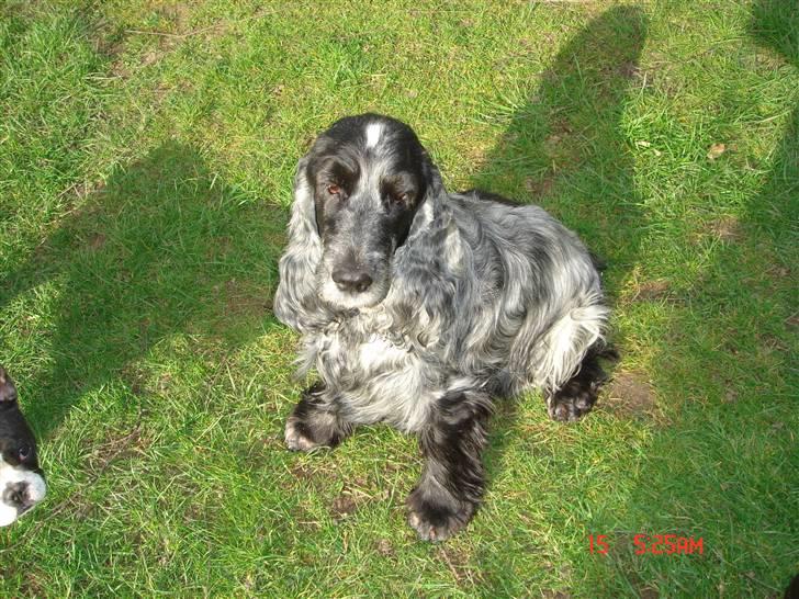Cocker spaniel Isa      R.I.P.    2009 billede 1