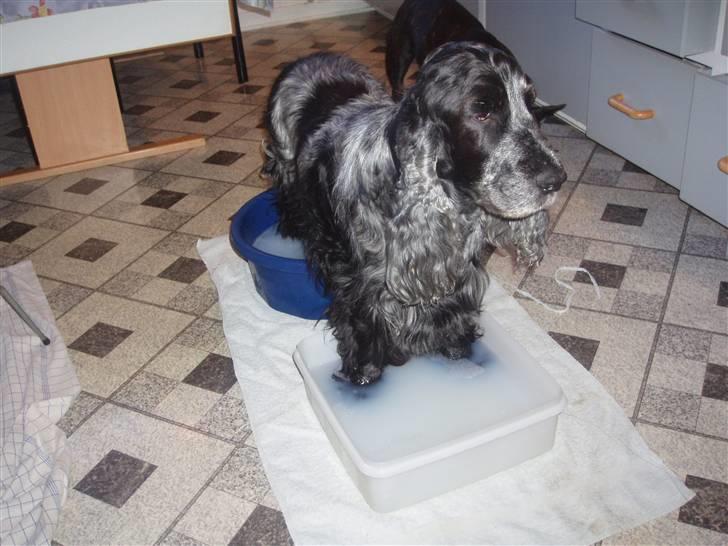 Cocker spaniel Isa      R.I.P.    2009 billede 2