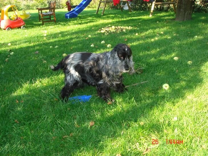 Cocker spaniel Isa      R.I.P.    2009 billede 3