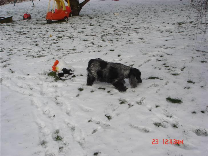 Cocker spaniel Isa      R.I.P.    2009 billede 4