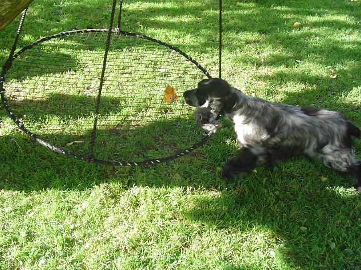 Cocker spaniel Isa      R.I.P.    2009 billede 5