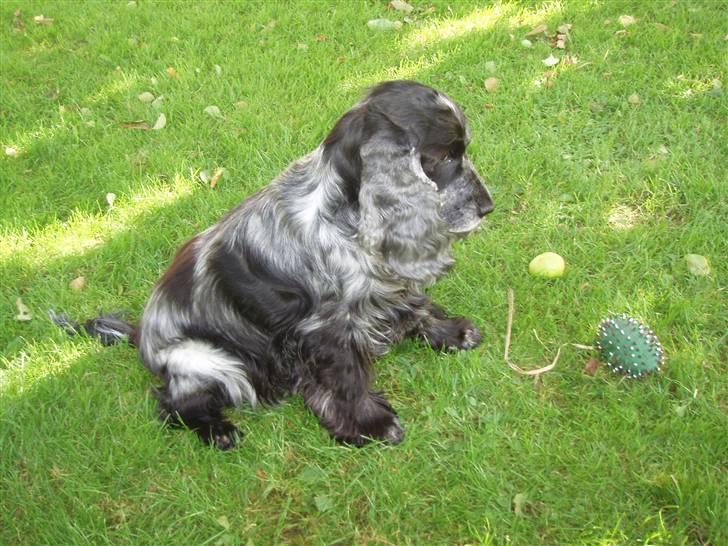 Cocker spaniel Isa      R.I.P.    2009 billede 6