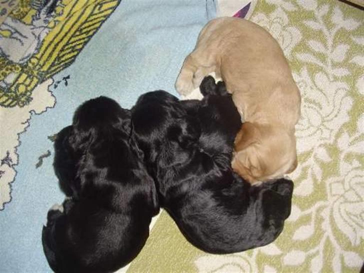 Cocker spaniel Isa      R.I.P.    2009 - Isas hvalpe billede 7