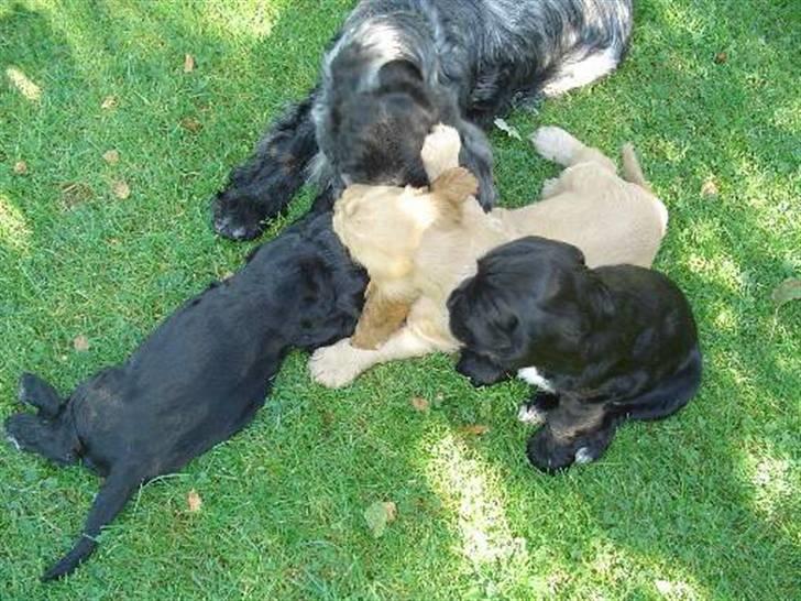 Cocker spaniel Isa      R.I.P.    2009 - Isas hvalpe billede 8