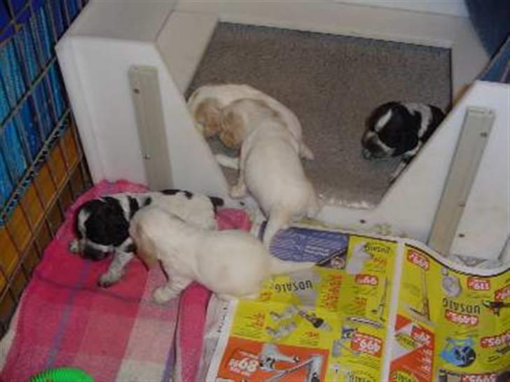 Cocker spaniel Isa      R.I.P.    2009 - Isas hvalpe billede 9