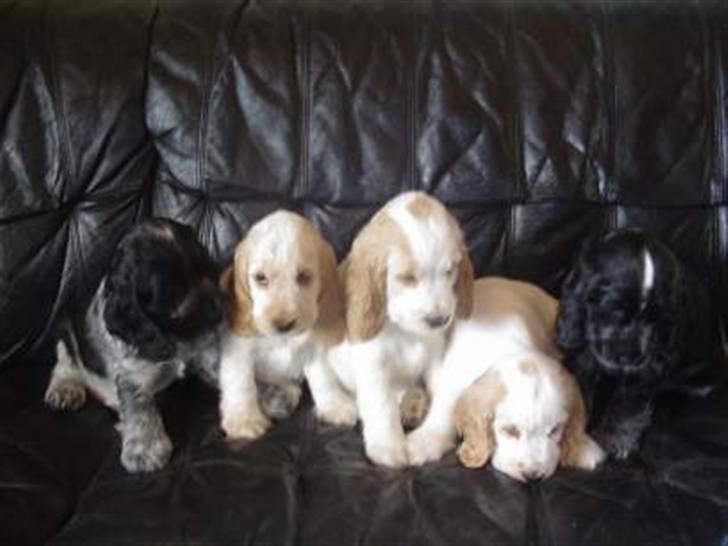 Cocker spaniel Isa      R.I.P.    2009 - Isa.s hvalpe billede 10