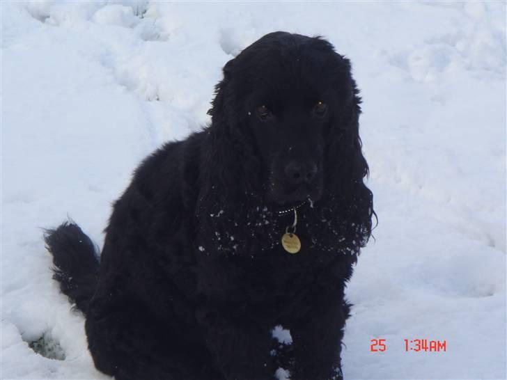 Cocker spaniel Markus billede 1