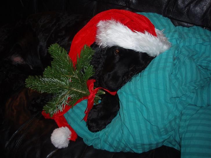 Cocker spaniel Markus billede 2