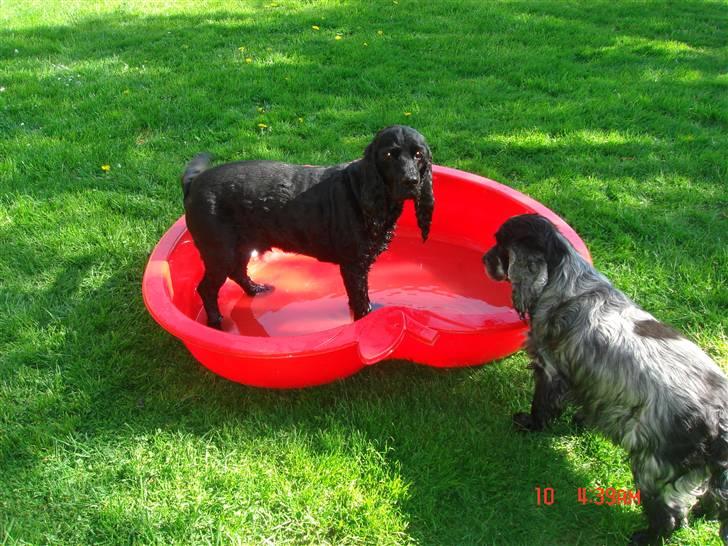 Cocker spaniel Markus billede 3