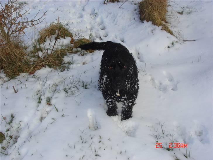 Cocker spaniel Markus billede 4