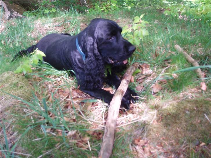 Cocker spaniel Markus billede 5
