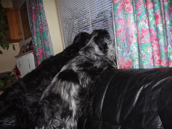 Cocker spaniel Markus billede 6