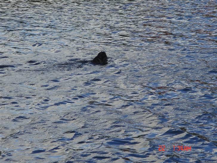 Cocker spaniel Markus billede 7