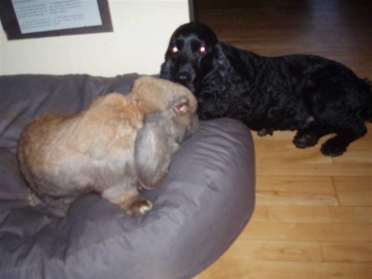 Cocker spaniel Markus billede 8