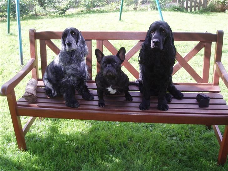 Cocker spaniel Markus billede 9