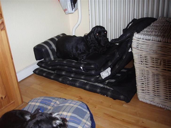 Cocker spaniel Markus billede 10