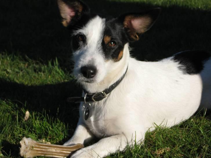 Jack russell terrier Bina billede 1