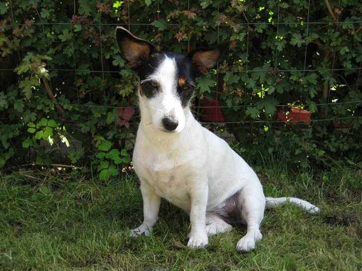 Jack russell terrier Bina billede 2