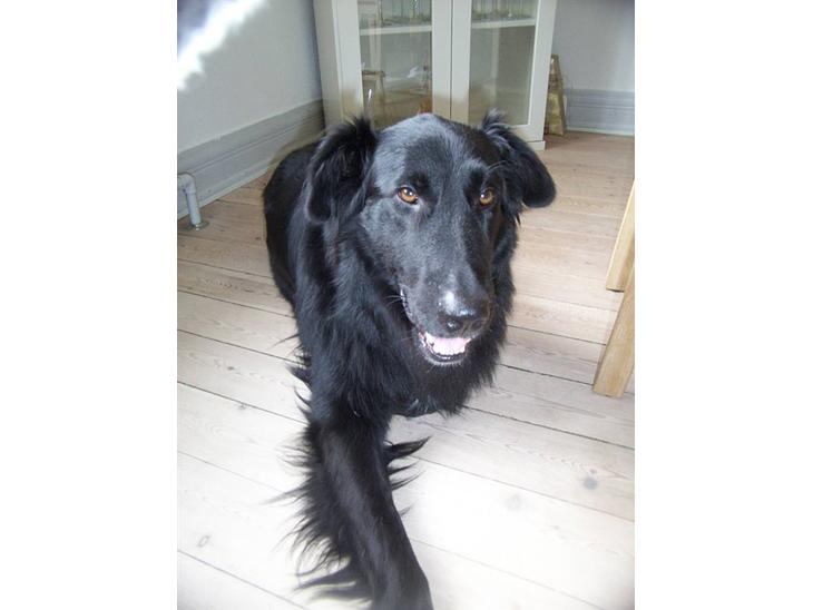 Blanding af racer Bjørn billede 1