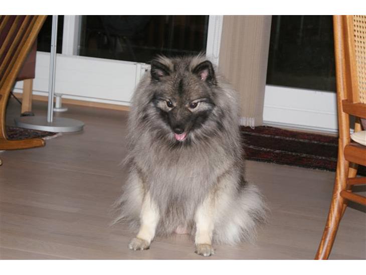 {{currentPhoto.altText}} billede {{currentPhoto.number}}