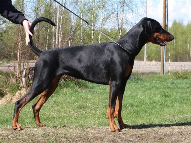 {{currentPhoto.altText}} billede {{currentPhoto.number}}