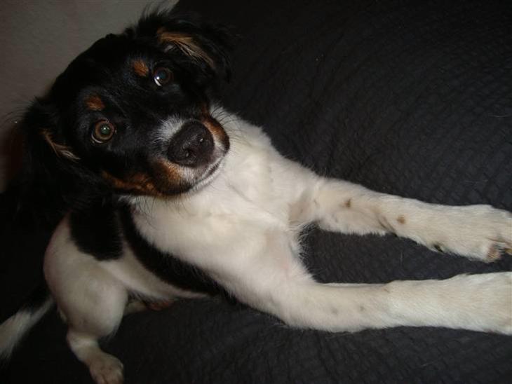 {{currentPhoto.altText}} billede {{currentPhoto.number}}