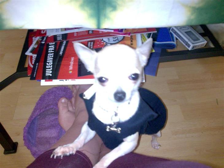 Chihuahua nemo R.I.P billede 1