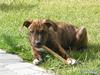 Blanding af racer Chili * Himmelhund* [ Himmelhund]