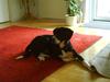 Blanding af racer Moxie [Tidl. hund]
