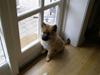 Eurasier Atikka