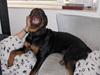Rottweiler Tayson