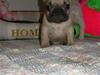 Fransk bulldog Lui Aimeé Hector