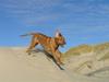 Rhodesian ridgeback Ozzy