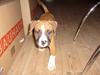 Amerikansk staffordshire terrier Tyson