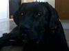 Cane corso Freja