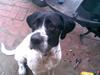 Ruhåret hønsehund Odin   R. I . P <3<3