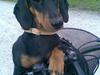 Gravhund Cille