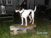 Dansk svensk gaardhund Balue