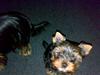 Yorkshire terrier sam vom mistelhof