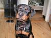 Rottweiler Liva